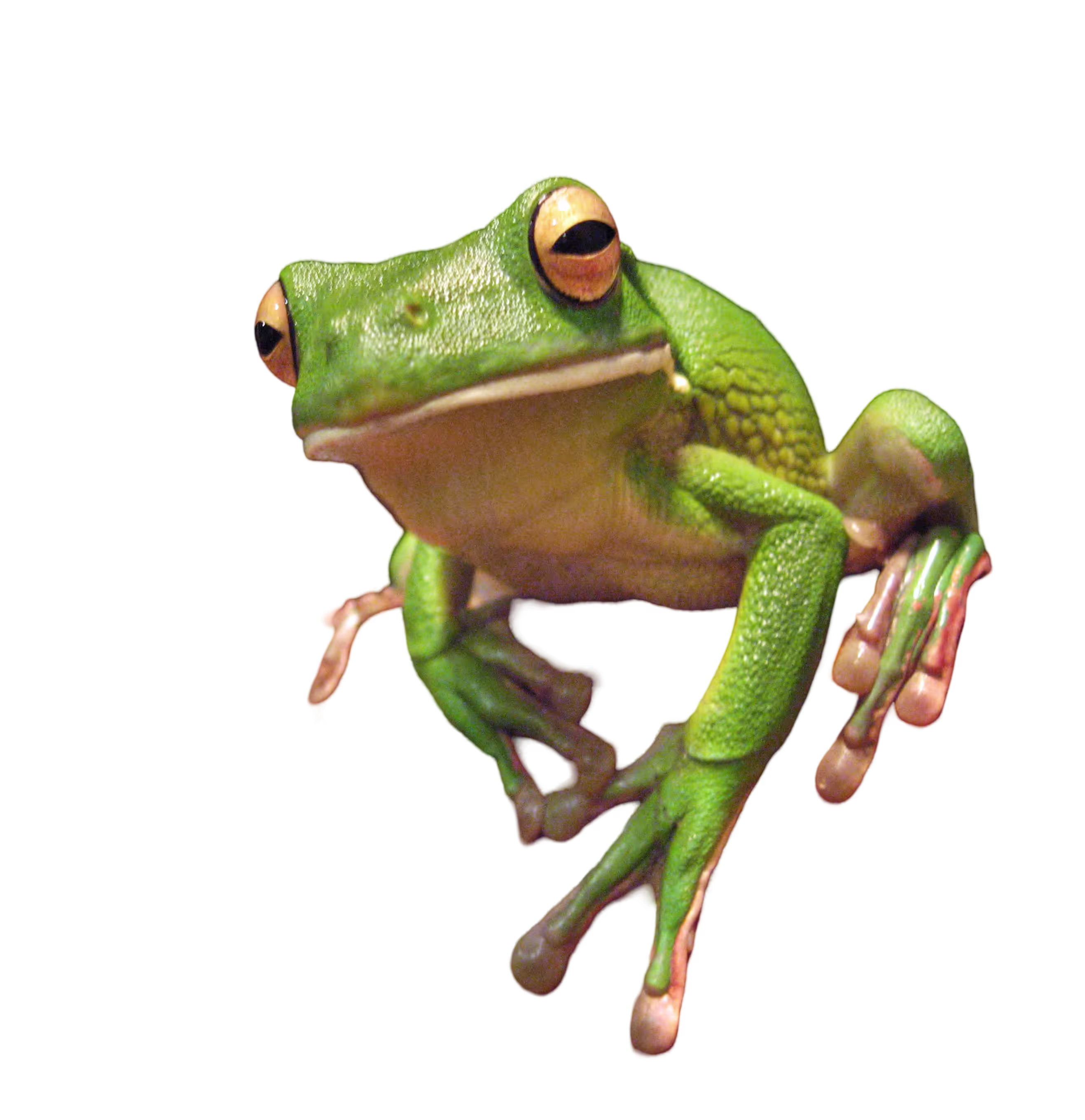 White frog after AI background removal with transparent background